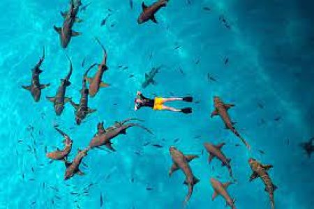 Vaavu Atoll Photography Tour